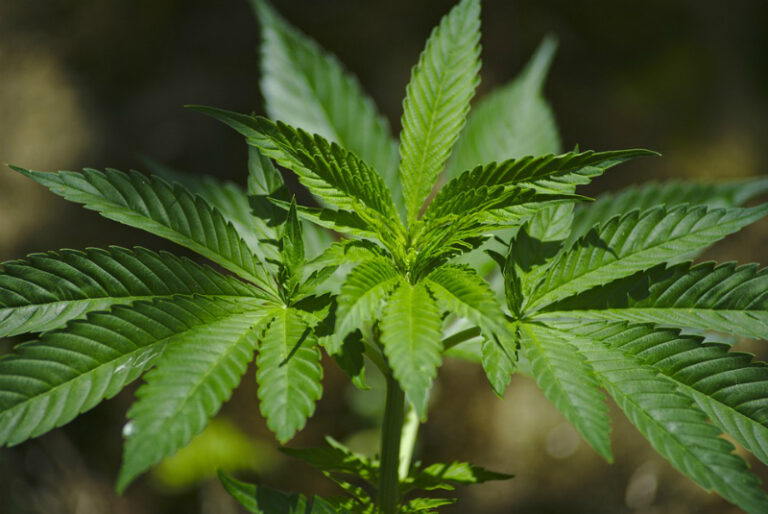 Avanza debate en el senado sobre la regulación del uso lúdico de marihuana