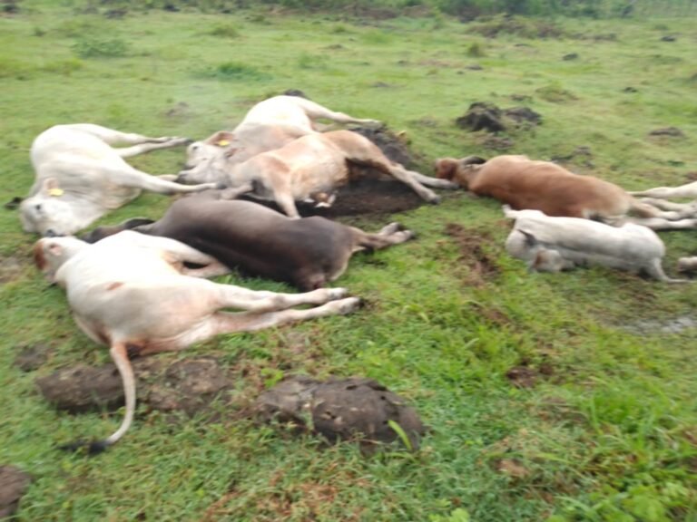 Mueren electrocutadas ocho reses en Valladolid