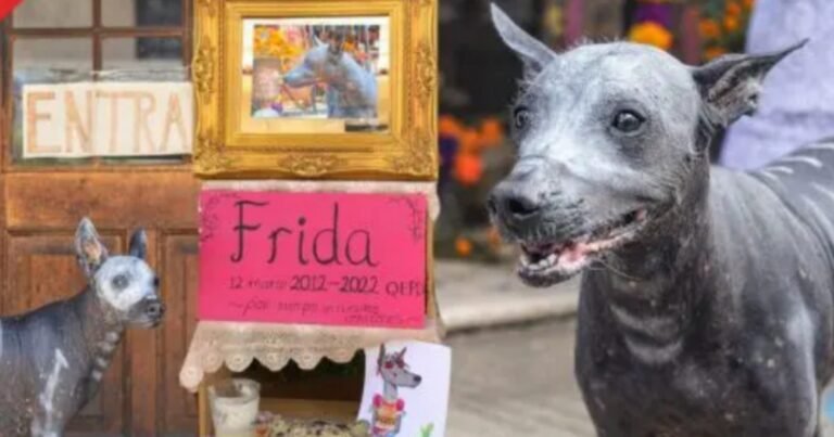 Envenenaron a Frida, la perrita xoloitzcuintle más famosa de la calle 60 en el Centro de Mérida