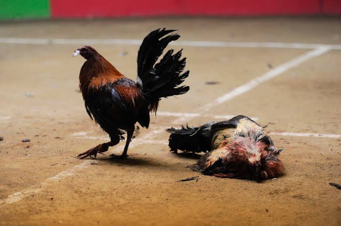 ¡Viva su majestad el gallo de pelea!