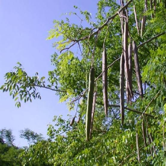 Moringa, el árbol de la vida, ¿sabes para que sirve?