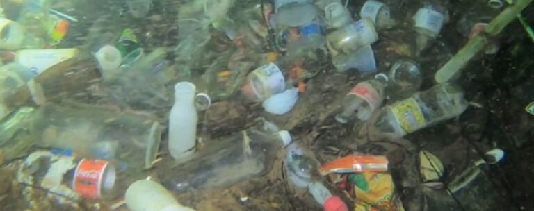 Nadando en cenotes con metales pesados y fecales que matan