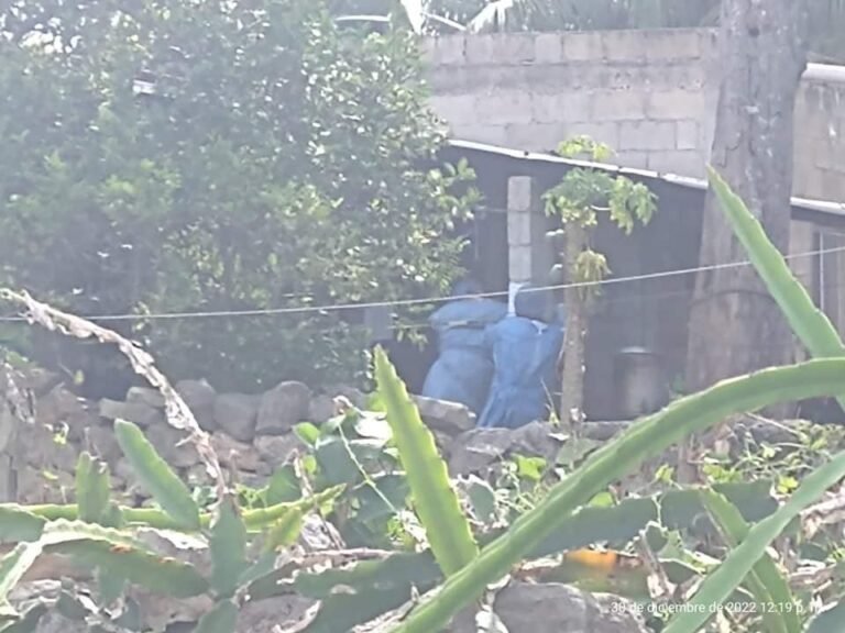 FEMINICIDIO EN  BACA YUCATÁN