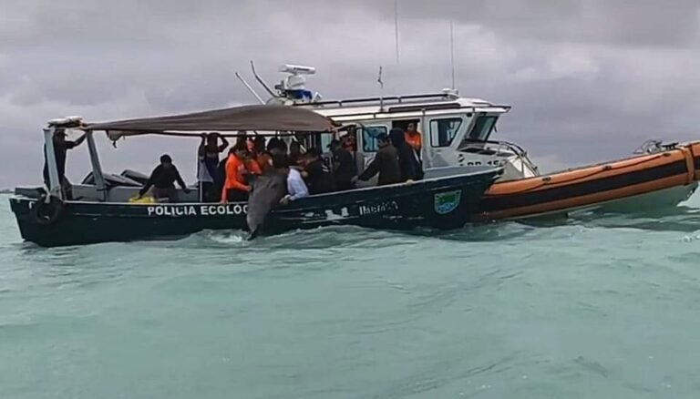 Liberan mar adentro a delfín que recaló en Progreso