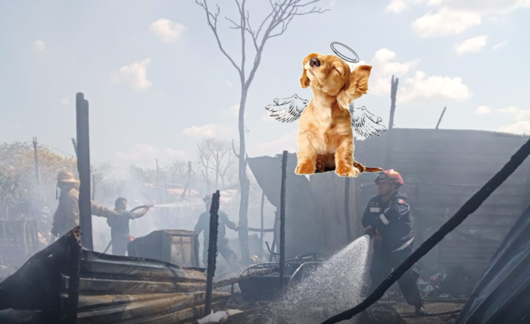 PIERDEN LA VIDA SIETE PERRITOS AL SER CALCINADOS EN INCENDIO EN  YUCATÁN