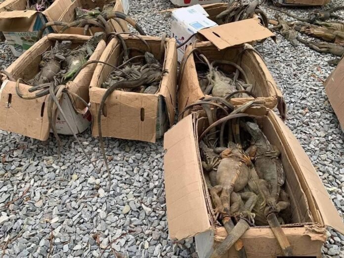 iguanas en oaxaca rescate