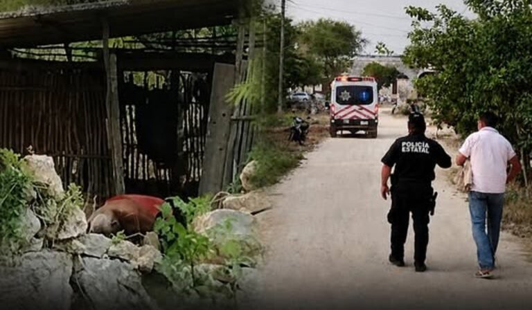 TRAGEDIA EN MAXCANÚ: ABUELITO MUERE TRAS ATAQUE DE ABEJAS EN SU PROPIO PREDIO