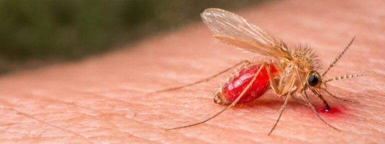 Alerta sanitaria en Yucatán: aumentan casos de “úlcera del chiclero” y llaman a reforzar prevención