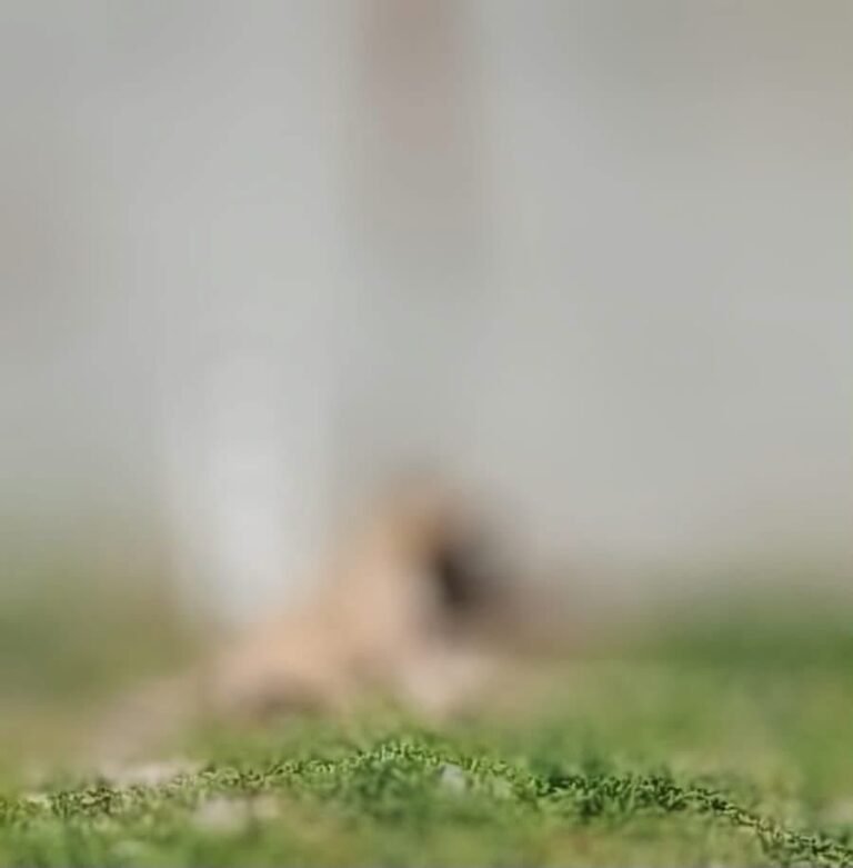 Indignación en Motul por la muerte de un perro; exigen investigar presunto caso de maltrato animal