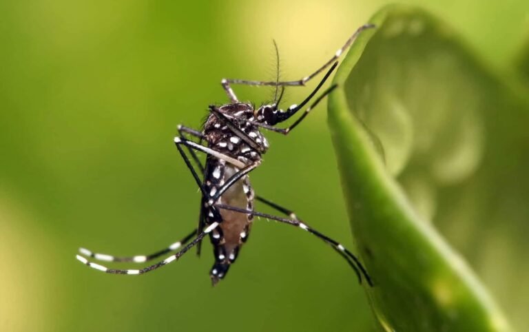 Piden incorporar vacuna contra el dengue al esquema nacional ante aumento de casos en México