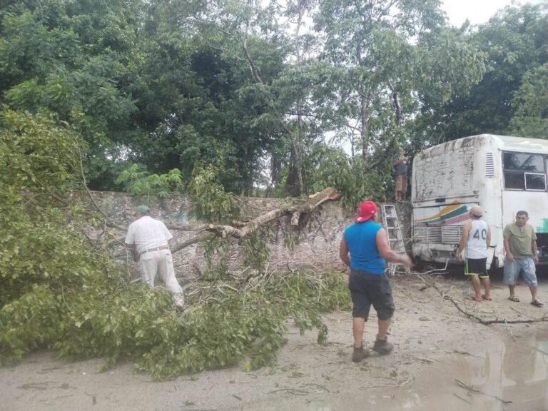 Tormenta deja sin electricidad a Buctzotz y provoca caída de árboles en distintos sectores