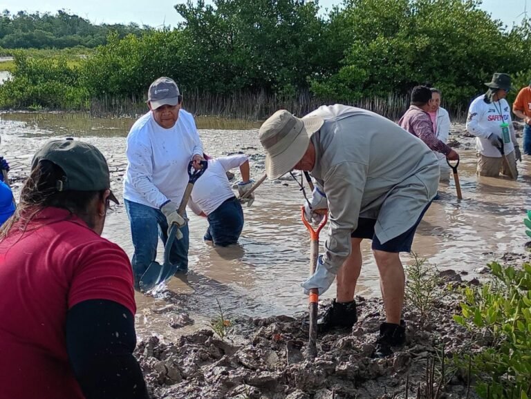 Impulsan nueva etapa para recuperar manglares en Progreso con participación de Conagua y sociedad civil
