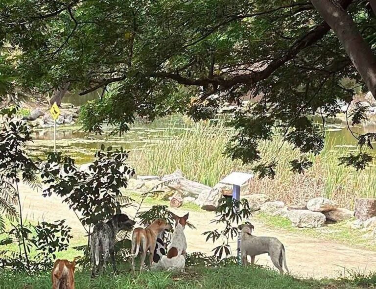 Piden extremar precauciones por reportes de perros agresivos en el Parque Ecológico del Poniente