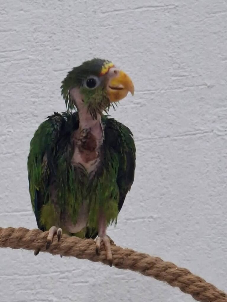 Burbuja vence el maltrato y comienza una nueva vida tras sobrevivir a quemaduras por atole hirviendo
