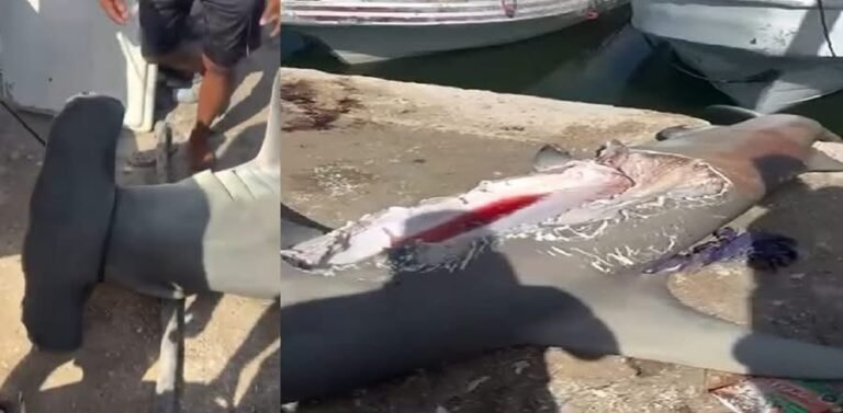 Hallan en Celestún un tiburón martillo mutilado; pescadores creen que fue atacado por un depredador de mayor tamaño