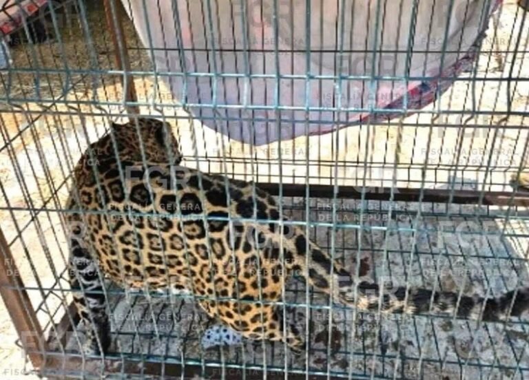 Denuncia de dos menores destapa presunto refugio ilegal de fauna exótica en Zapopan