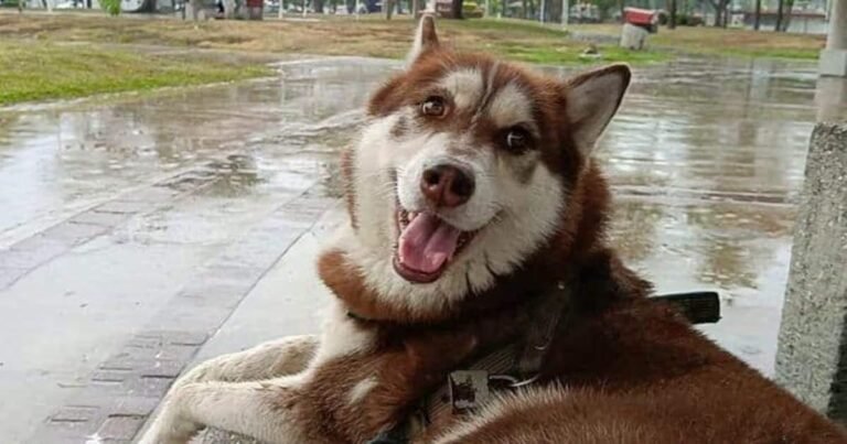 Histórico en Tabasco: Jueza otorga pensión alimentaria y custodia para “Lucas”, un husky siberiano