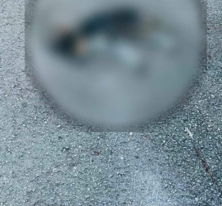 Investigan muerte de varios perros en Motul; vecinos sospechan de un posible envenenamiento