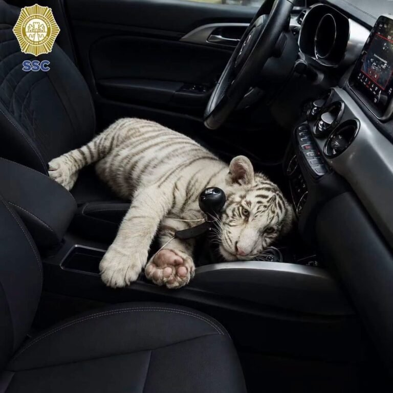 Detienen a hombre que llevaba un tigre de Bengala en su camioneta mientras hacía compras